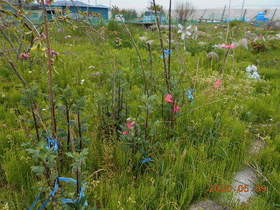 陸前高田ひろば20200509003.jpg