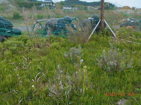 陸前高田ひろば20200509005.jpg