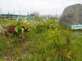 陸前高田ひろば20200509012.jpg