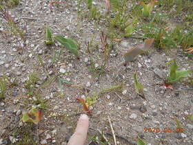 陸前高田ひろば20200509034.jpg