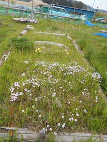 陸前高田ひろば20200509037.jpg