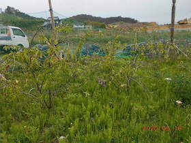 陸前高田ひろば20200516003.jpg