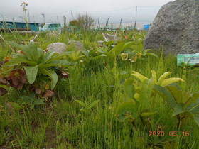 陸前高田ひろば20200516009.jpg