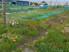 陸前高田ひろば20200516017.jpg