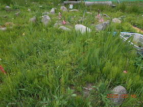 陸前高田ひろば20200516023.jpg