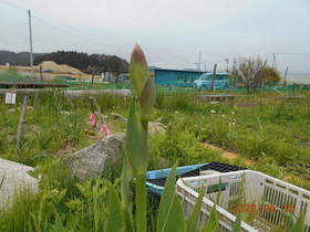 陸前高田ひろば20200516024.jpg