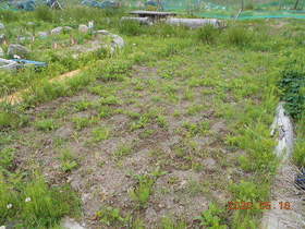 陸前高田ひろば20200516025.jpg