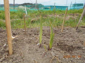陸前高田ひろば20200516027.jpg