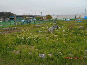 陸前高田ひろば20200516031.jpg