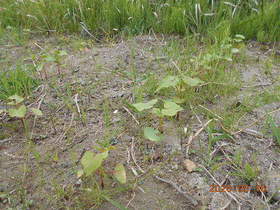 陸前高田ひろば20200516035.jpg