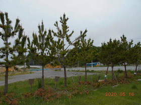 陸前高田ひろば20200516046.jpg