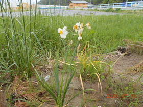 陸前高田ひろば20200516047.jpg