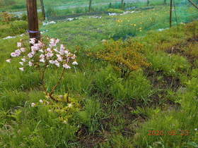陸前高田ひろば20200523021.jpg