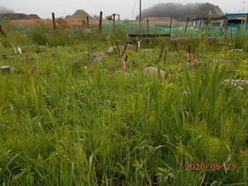 陸前高田ひろば20200523025.jpg