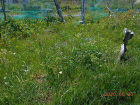 陸前高田ひろば20200530009.jpg