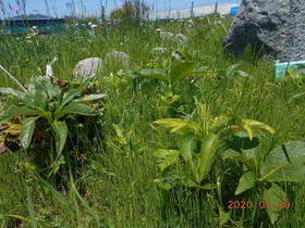 陸前高田ひろば20200530012.jpg