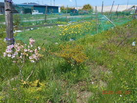 陸前高田ひろば20200530022.jpg