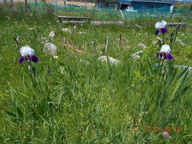 陸前高田ひろば20200530027.jpg