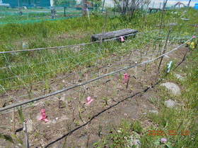 陸前高田ひろば20200530035.jpg