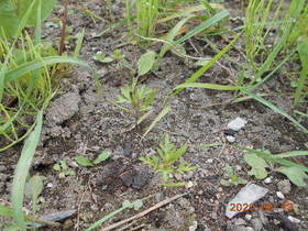 陸前高田ひろば20200613018.jpg