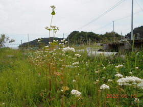 陸前高田ひろば20200613025.jpg