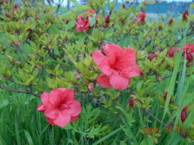 陸前高田ひろば20200613028.jpg
