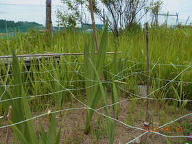 陸前高田ひろば20200613035.jpg