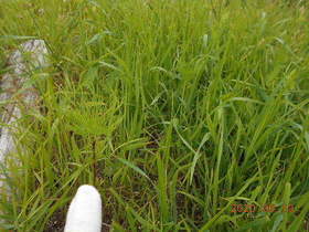 陸前高田ひろば20200613048.jpg