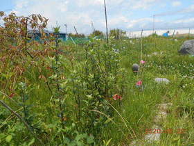 陸前高田ひろば20200620002.jpg