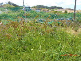 陸前高田ひろば20200620003.jpg