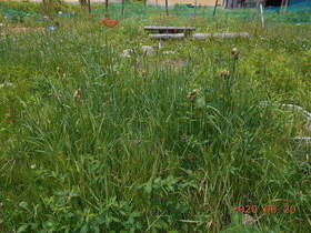 陸前高田ひろば20200620012.jpg