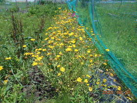 陸前高田ひろば20200620027.jpg
