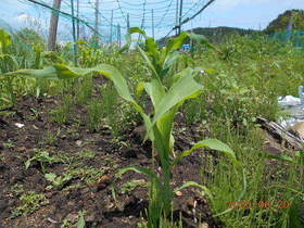 陸前高田ひろば20200620029.jpg