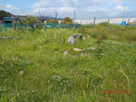 陸前高田ひろば20200620030.jpg