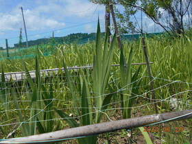 陸前高田ひろば20200620034.jpg