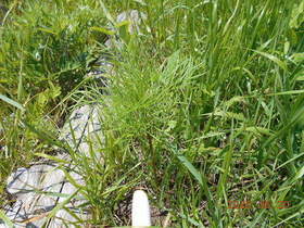 陸前高田ひろば20200620043.jpg
