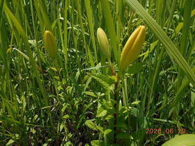陸前高田ひろば20200620046.jpg