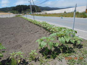 陸前高田ひろば20200620050.jpg