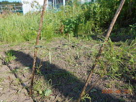 陸前高田ひろば20200620054.jpg