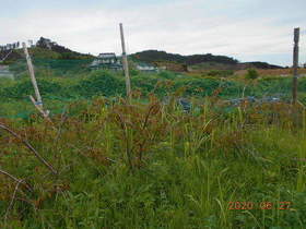 陸前高田ひろば20200627004.jpg