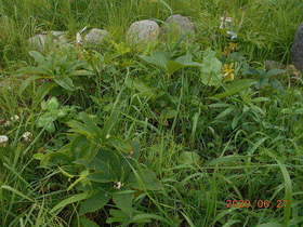 陸前高田ひろば20200627015.jpg