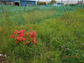 陸前高田ひろば20200627024.jpg