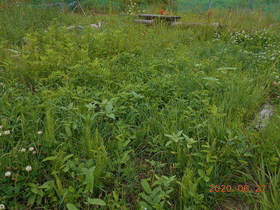 陸前高田ひろば20200627026.jpg