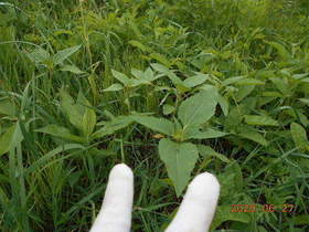陸前高田ひろば20200627028.jpg