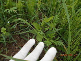 陸前高田ひろば20200627029.jpg