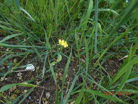 陸前高田ひろば20200627040.jpg