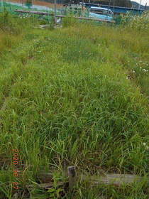 陸前高田ひろば20200627044.jpg