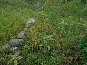 陸前高田ひろば20200627047.jpg