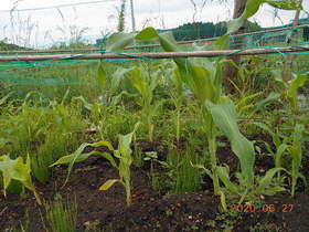 陸前高田ひろば20200627059.jpg