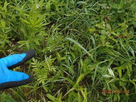 陸前高田ひろば20200704015.jpg